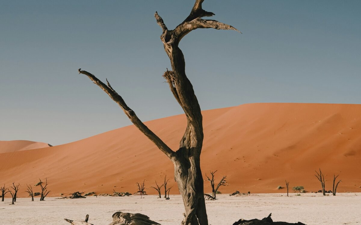 wildafricaandculture