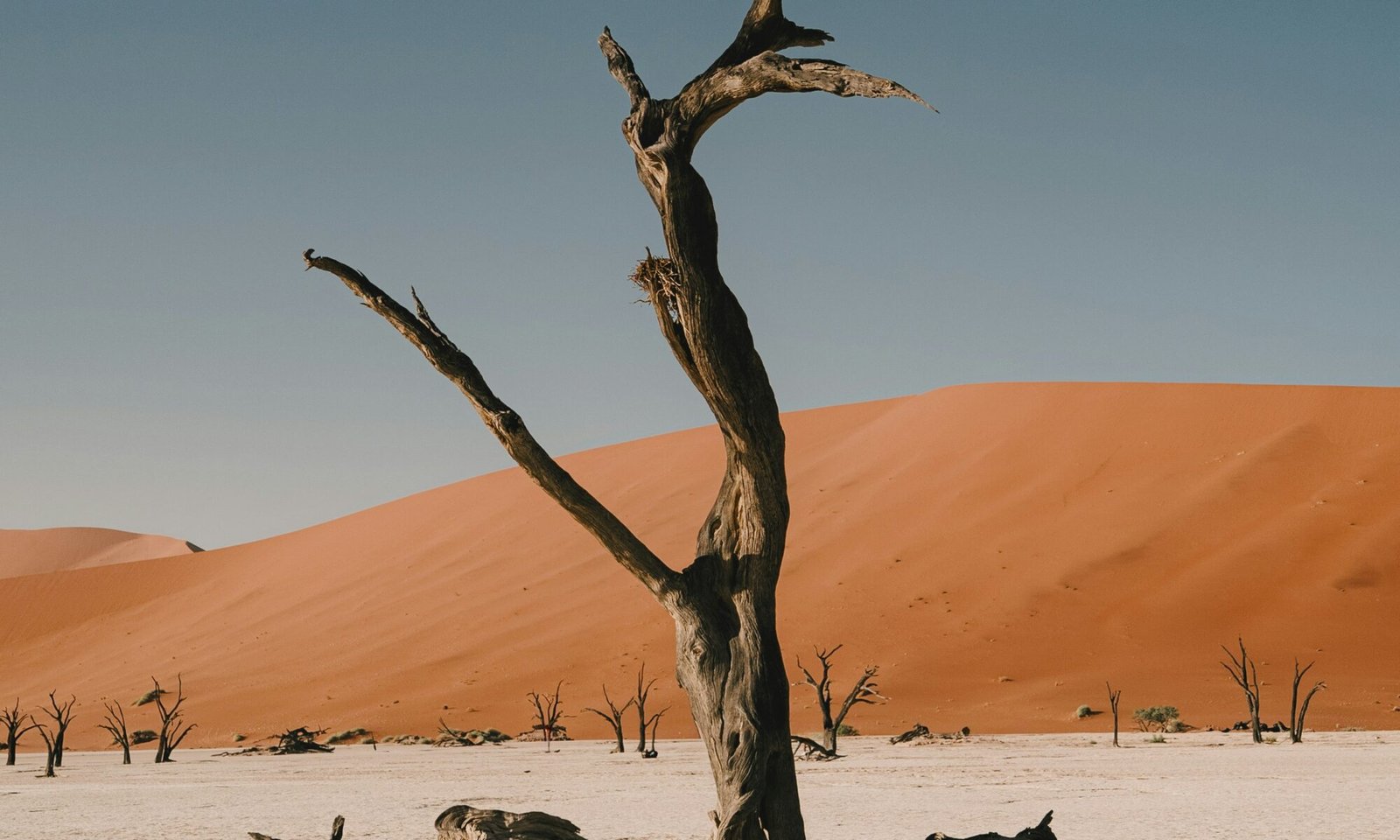 wildafricaandculture