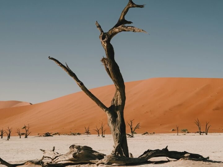 wildafricaandculture