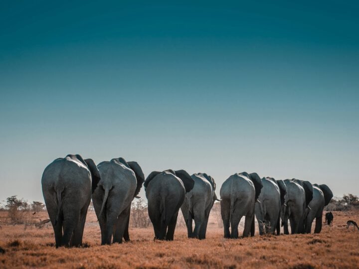 africawildandculture